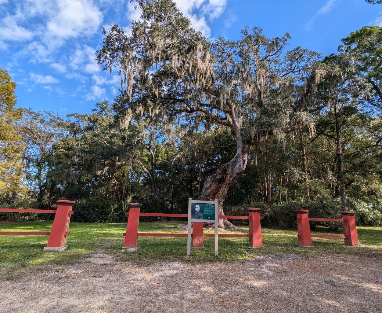 Grover Cleveland oak tree in Avery Island, Louisiana