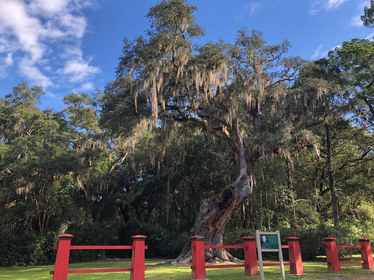 Grover Cleveland oak tree in Avery Island, Louisiana